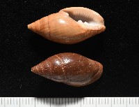 登錄號:007819-00115藏品圖，第1張