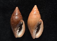 登錄號:007819-00115藏品圖，第2張