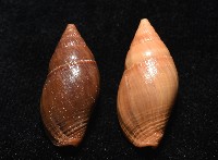登錄號:007819-00115藏品圖，第3張