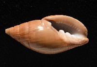 登錄號:007819-00115藏品圖，第4張