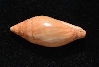 登錄號:007819-00115藏品圖，第5張
