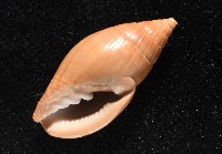 登錄號:007819-00115藏品圖，第6張