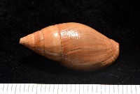 登錄號:007819-00115藏品圖，第7張