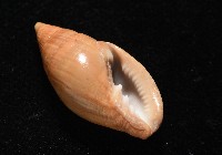 登錄號:007819-00115藏品圖，第8張