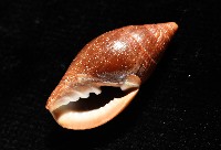 登錄號:007819-00115藏品圖，第10張