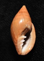 登錄號:007819-00115藏品圖，第11張