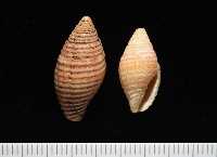 登錄號:007819-00116藏品圖，第1張