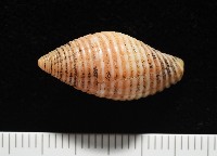 登錄號:007819-00116藏品圖，第2張