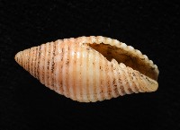 登錄號:007819-00116藏品圖，第4張