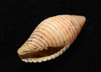 登錄號:007819-00116藏品圖，第6張