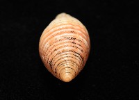 登錄號:007819-00116藏品圖，第7張