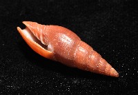 鐵灰蛹筆螺藏品圖，第5張