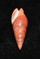 鐵灰蛹筆螺藏品圖，第7張