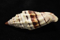 繩紋蛹筆螺藏品圖，第4張