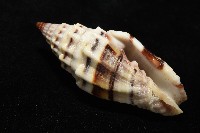 繩紋蛹筆螺藏品圖，第5張