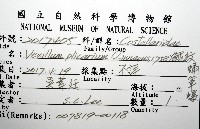 繩紋蛹筆螺藏品圖，第12張