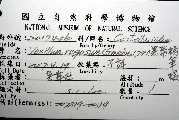 黑帶蛹筆螺藏品圖，第12張