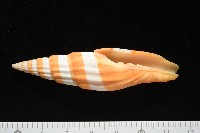 登錄號:007819-00120藏品圖，第1張