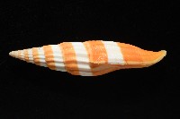 登錄號:007819-00120藏品圖，第2張