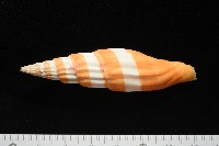 登錄號:007819-00120藏品圖，第3張