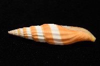 登錄號:007819-00120藏品圖，第4張