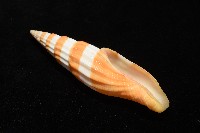 登錄號:007819-00120藏品圖，第5張