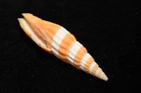 登錄號:007819-00120藏品圖，第6張