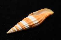 登錄號:007819-00120藏品圖，第7張