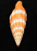 登錄號:007819-00120藏品圖，第8張
