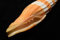 登錄號:007819-00120藏品圖，第10張