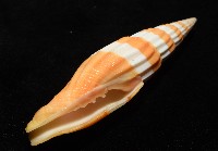 登錄號:007819-00120藏品圖，第11張
