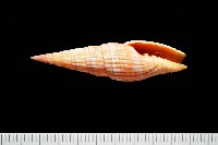 登錄號:007819-00121藏品圖，第1張