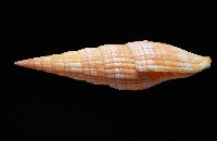 登錄號:007819-00121藏品圖，第2張