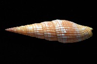 登錄號:007819-00121藏品圖，第3張