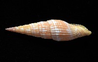 登錄號:007819-00121藏品圖，第4張