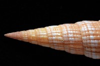 登錄號:007819-00121藏品圖，第5張