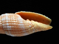 登錄號:007819-00121藏品圖，第6張