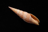 登錄號:007819-00121藏品圖，第7張