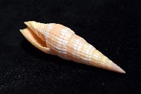 登錄號:007819-00121藏品圖，第8張