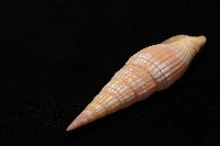 登錄號:007819-00121藏品圖，第9張