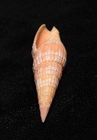登錄號:007819-00121藏品圖，第10張