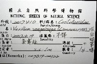 吸血蛹筆螺藏品圖，第12張