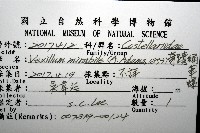 奇蹟蛹筆螺藏品圖，第12張