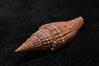 三線蛹筆螺藏品圖，第5張