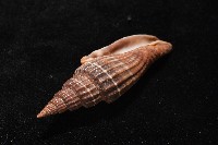 三線蛹筆螺藏品圖，第7張