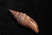 三線蛹筆螺藏品圖，第8張