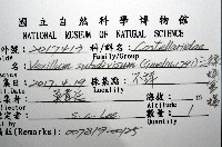 三線蛹筆螺藏品圖，第12張