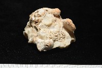 礫石綴殼螺藏品圖，第2張