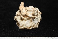 礫石綴殼螺藏品圖，第3張