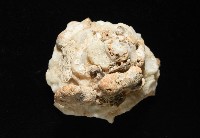 礫石綴殼螺藏品圖，第4張
